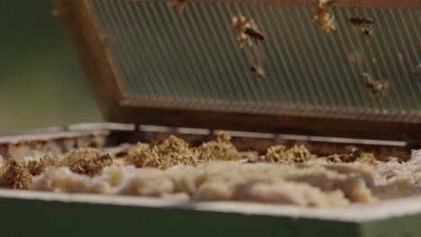 beekeeping - opening a beehive after smoking the bees, slow motion close up