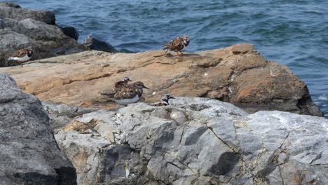 ruddy turnstone shore birds running around on the rocks with the waves in the background