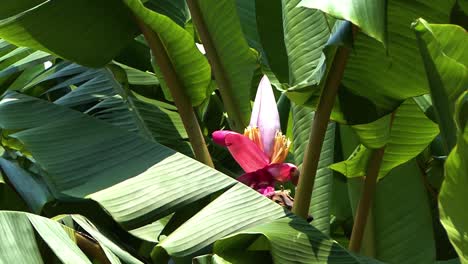 flower at the royal botanic garden, sydney, australia