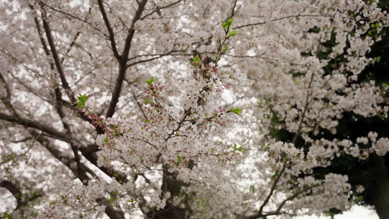 Sakura Tree in Full Bloom | Cherry Blossom Season in Japan | 120fps, 20% speed