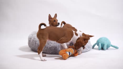 experience the playful charm of basenji dog puppies as they frolic and play together on the floor, capturing delightful moments in this endearing stock footage