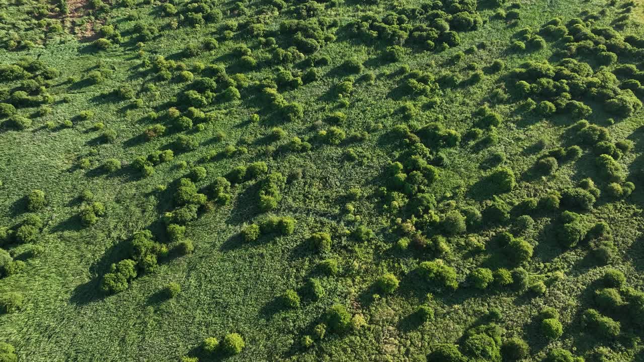bosque aéreo con pequeños árboles y arbustos a la luz del sol en países bajos