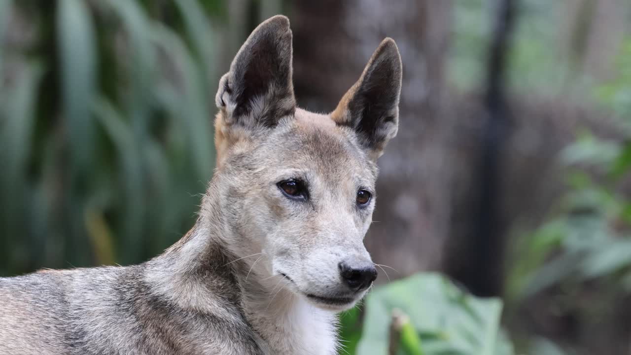 Wild dingo rests on rock, yawning and alert, in natural daylight, close-up, shallow focus