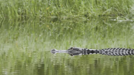 reptil caimán nadando lentamente a través del agua