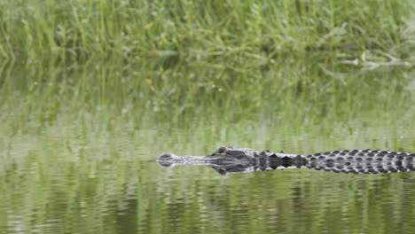 alligator reptile slowly swimming across water