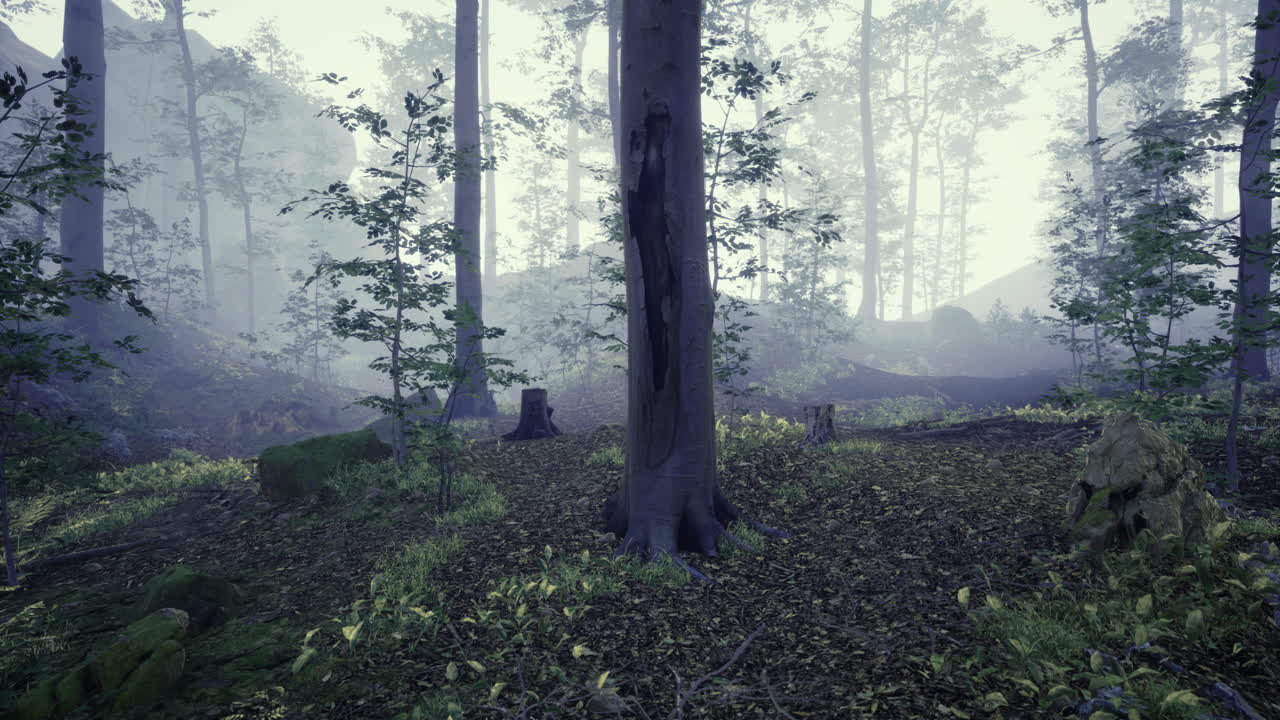 안개 숲의 장면