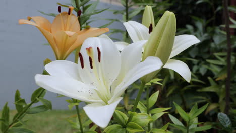 Un-Clip-Que-Presenta-La-Flor-Del-Lirio