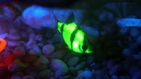 resplandor de peces fluorescentes genéticamente modificados