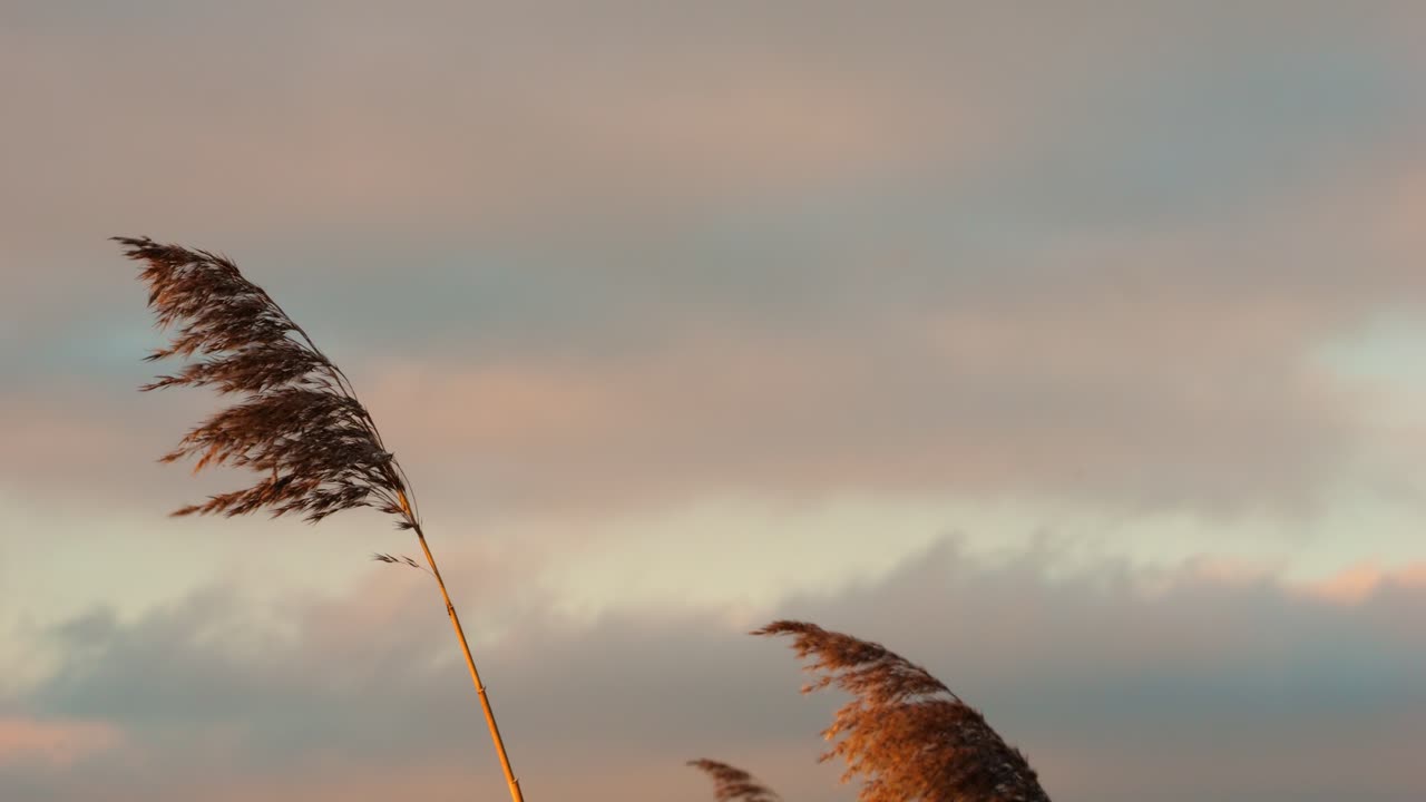 The sun shines on a reed at sunset. There are blurry clouds in the background. Recorded with depth of field and slow motion. Beautiful, calm and hopeful nature.