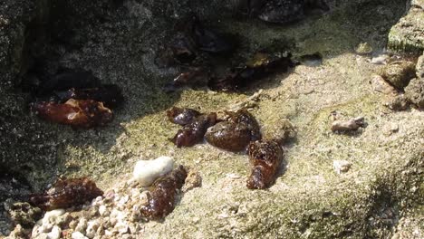 mollusk sea snail moving on the surface of the coral on the shore, nudibranch slugs
