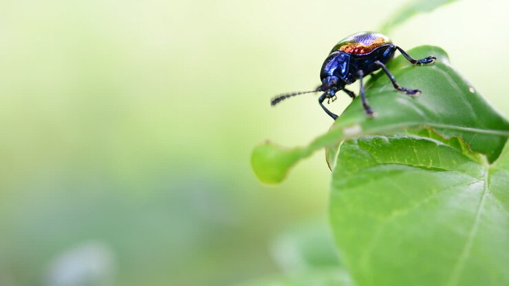 Colorful Metallic Beetle on a Leaf