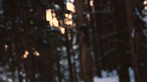 Burbujas-De-Jabón-De-Color-Arco-Iris-Que-Vuelan-Suspendidas-En-El-Aire,-Con-Un-Bosque-Nevado-En-El-Fondo