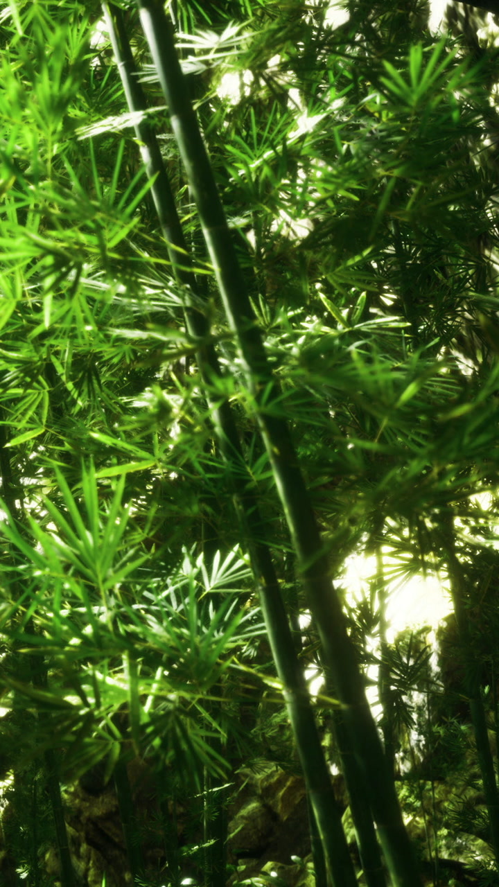 Lush green leaves dance in sunlight beneath a canopy of bamboo stalks