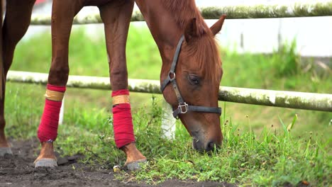 primer plano, un caballo marrón alimentándose en un campo