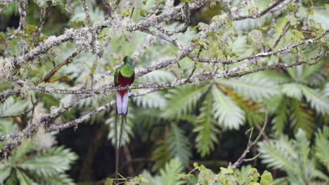 Resplandeciente-Macho-De-Quetzal-Posado-En-Una-Rama,-Volando,-San-Gerardo-Costa-Rica