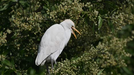 garcilla bueyera vagando por la tierra pantanosa árboles de bahrein aguas traseras para comida