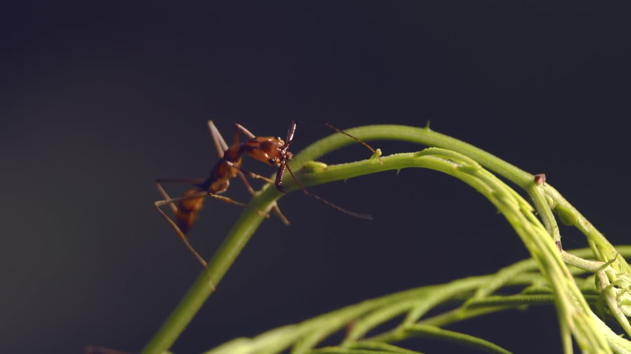 hormigas del ejército rojo inspeccionando las uniones de los tallos en busca de savia o glándulas de néctar presentes en ellos, caminando buscando inspeccionando