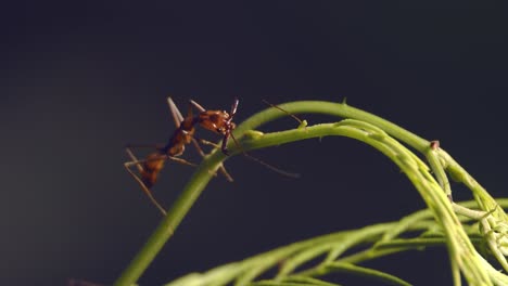 fourmis de l'armée rouge inspectant les articulations des tiges à la recherche de glandes de sève ou de nectar présentes en elles , marchant à la recherche inspectant