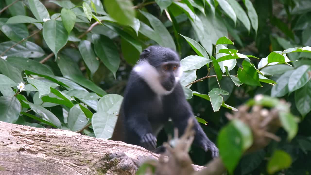 el mono de l'hoest sentado en un tronco de árbol en el bosque.
