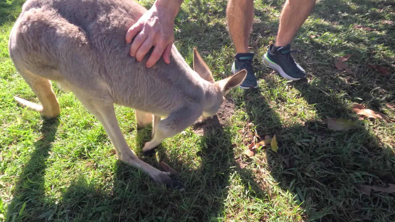 persona acariciando a un canguro en el césped
