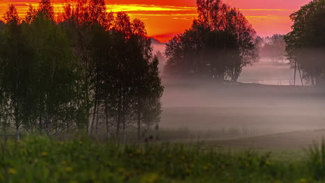 niebla baja que fluye a través de los árboles durante un amanecer dorado - lapso de tiempo místico y espeluznante