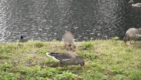 gansos en la orilla del río