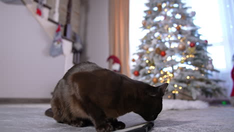 Calm domestic cat sitting indoors. Black animal turning its head back at the decorated Christmas tree. Close up.