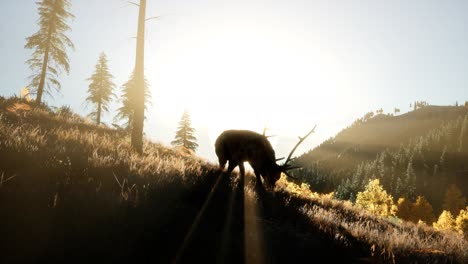 deer male in forest at sunset