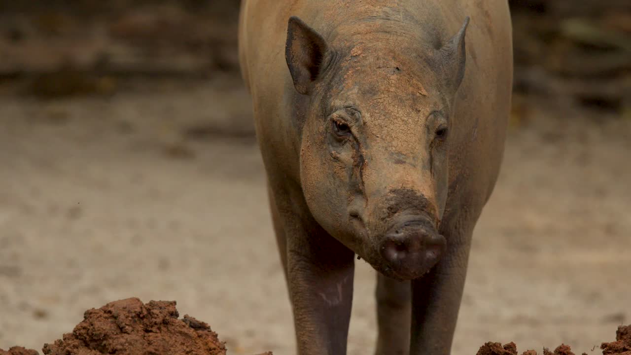 Un babirussa annusa e cerca cibo nel fango rosso in un recinto roccioso di uno zoo all'aperto.