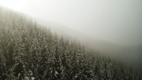 pine tree forest with snow covered in thick fog in olympic peninsula, washington, usa