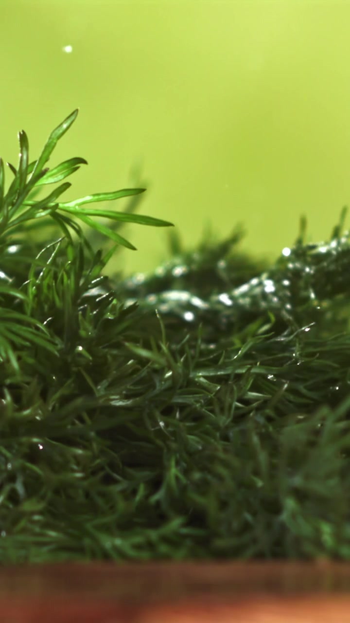 Taze Yeşil Dereotu Üzerine Düşen Su Damlalarının Yakın Çekimi