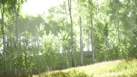 sunrise or sunset in a spring birch forest with rays of sun shining