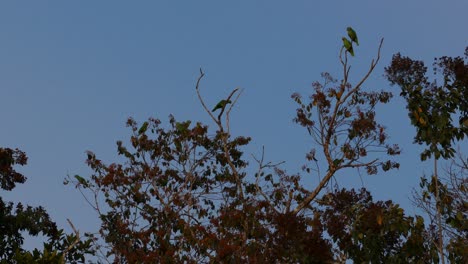 una bandada de periquitos volando alto en los árboles al atardecer