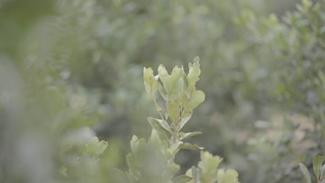 detailed yerba mate tree leaves of green and yellowish color