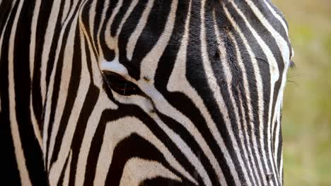 Nahaufnahme-Eines-Zebrakopfes,-Der-Auf-Einer-Wiese-Mit-Einer-Leichten-Brise-Steht