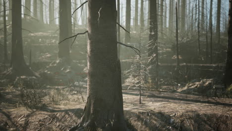 aftermath of a forest fire