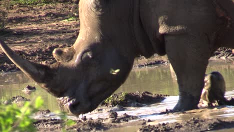 white rhino enters muddy pond, walks through shallow brownish water, close-up shot of head and front legs