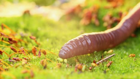 an earthworm is a terrestrial invertebrate that belongs to the class clitellata, order oligochaeta, phylum annelida. they exhibit a tube-within-a-tube body plan.