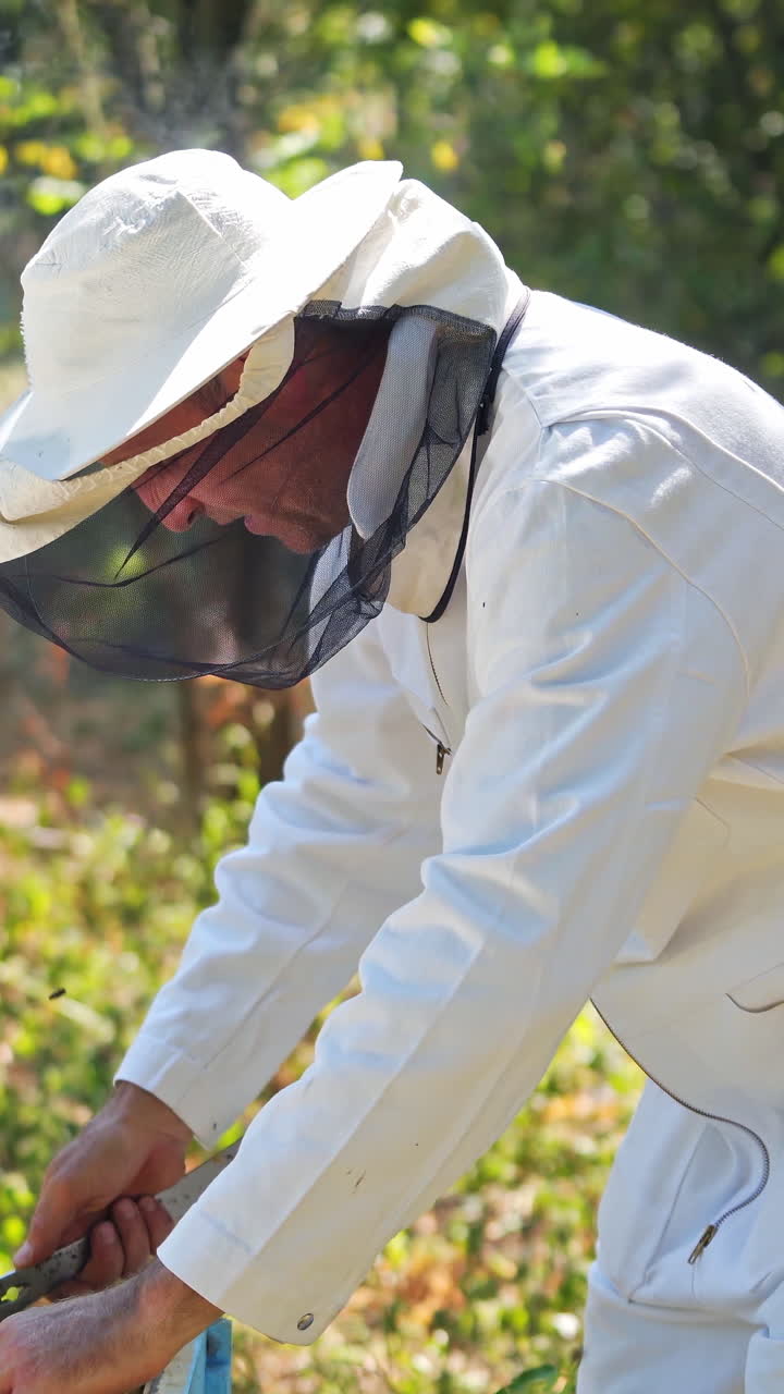 Beekeeper works with bees and beehives in the apiary. Beekeeping concept. Vertical video