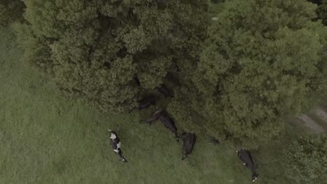 Flying-over-a-quiet-country-landscape-of-large,-leafy-trees,-some-black-cows-and-a-brown-horse-tied-to-a-wooden-cart