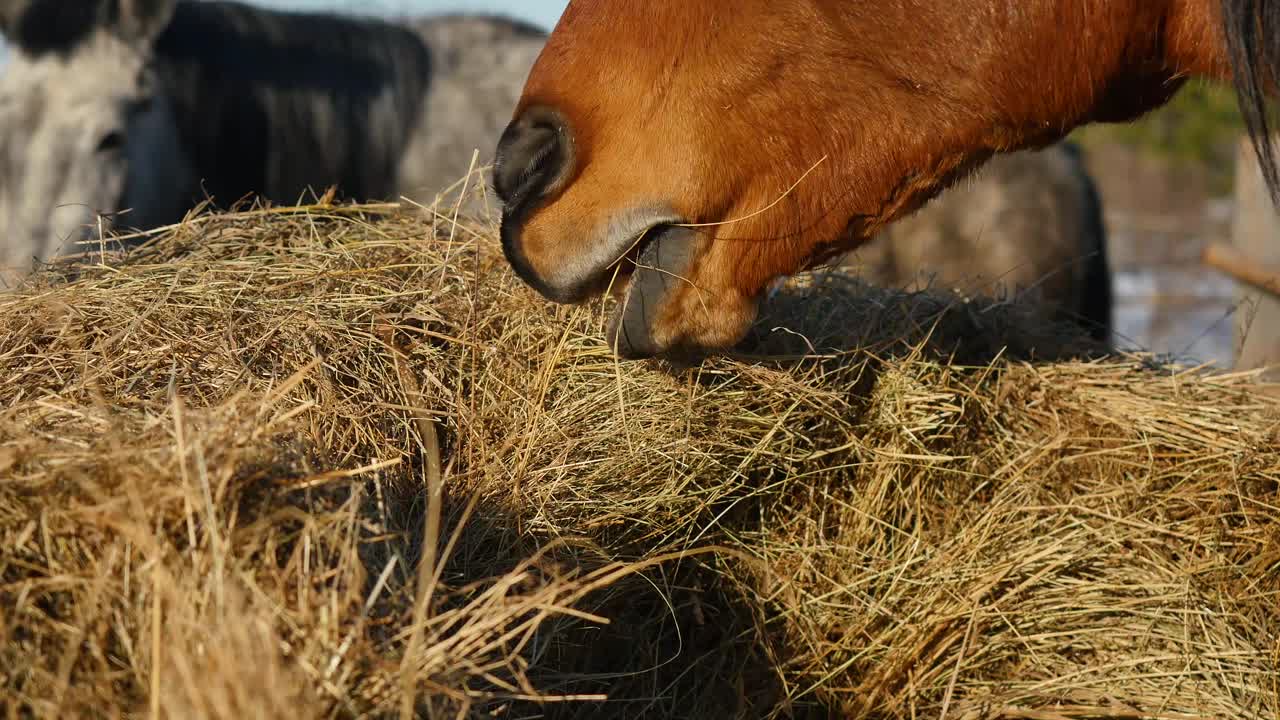 Heste der spiser hø
