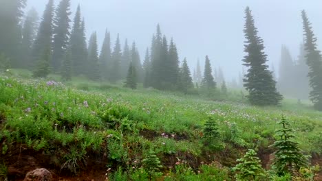 Paradise-covered-in-a-morning-mist-at-Mt