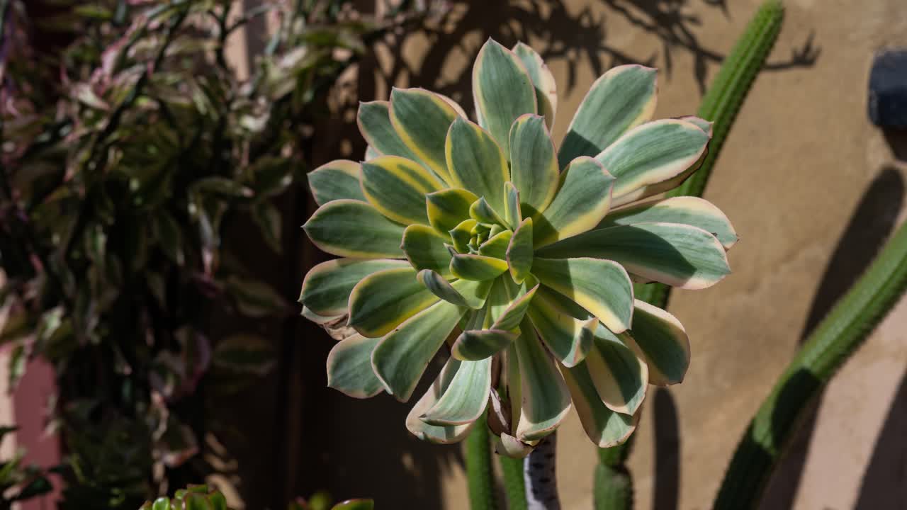그림자가 움직이는 햇빛에 있는 aeonium decorum 관목의 여전히 시간 경과
