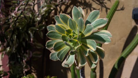 Stillzeitraffer-Eines-Aeonium-Decorum-Strauchs-Im-Sonnenlicht-Mit-Sich-Bewegenden-Schatten