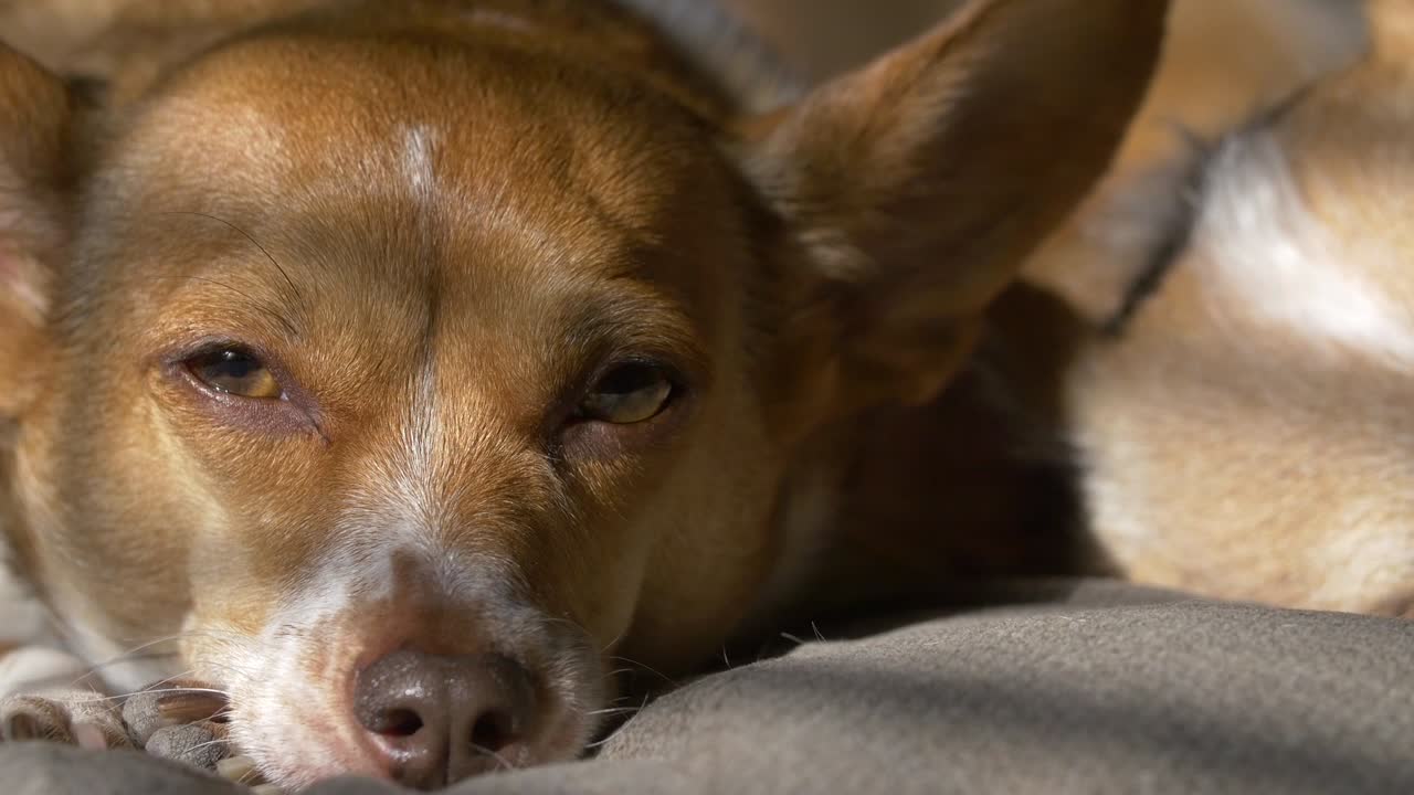 Cachorro dormindo à luz do sol