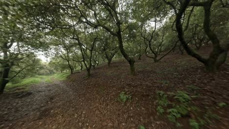 peaceful walk through a lush forest
