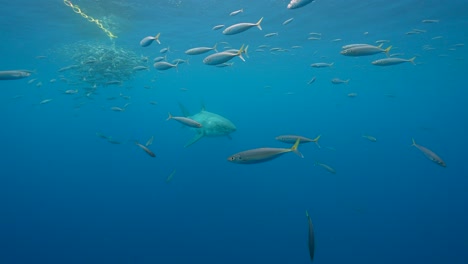 great white shark approaches bait, getting close and swimming by while cage diving at the island of guadalupe, mexico. slow motion shot