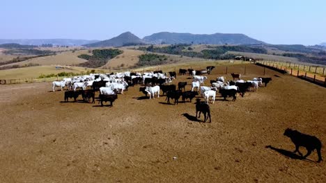 Rising-Revealing-Drone-View-of-Cattle-in-Kraal,-No-Grass,-Dirt