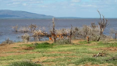 Grupo-De-Impalas-Hembras-Lideradas-Por-Machos-Con-Cuernos-Frente-Al-Lago-Manyara,-Estático