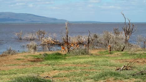 grupo de impalas hembras lideradas por machos con cuernos frente al lago manyara, estático